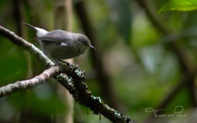 Les oiseaux endémiques